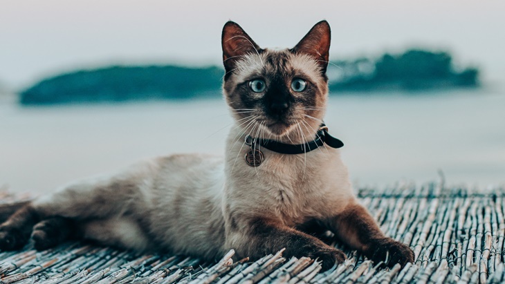 Baru Pelihara Kucing? Ini Kebutuhan Dasar yang Harus Diperhatikan