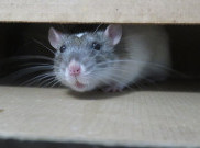 Cegah Tikus Gigitin Kabel di Rumah dengan Cara Ini