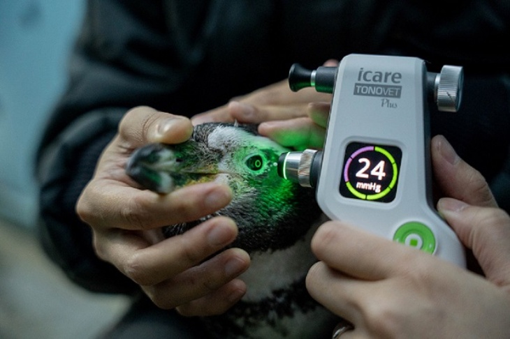 Pertama di Dunia, Lensa Khusus Penguin untuk Tangani Katarak