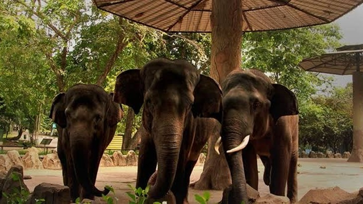 H+4 Lebaran, Pengunjung Taman Margasatwa Ragunan Tembus Lebih dari 76 Ribu