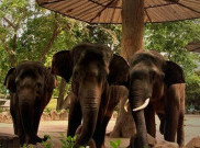 Wisata Ragunan Tetap Buka Jam 10 Pagi, Mampir Yuk Selesai Nyoblos