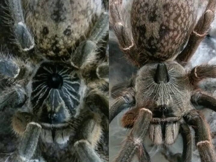 tarantula