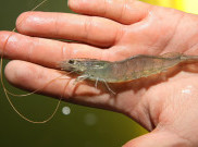 Pemerintah Pusat Harus Dukung Budidaya Udang di Sulawesi Selatan