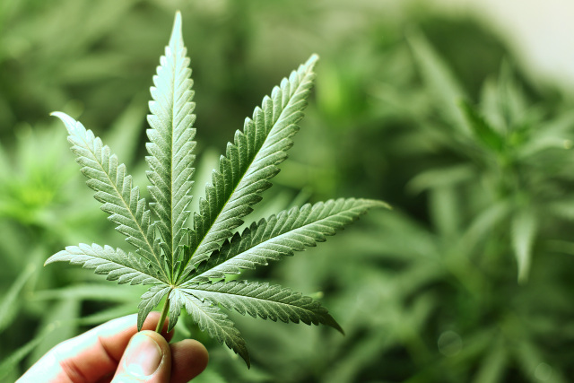 Polsek Kalideres Sita 1,2 Ton Ganja Asal Aceh