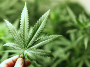 Polsek Kalideres Sita 1,2 Ton Ganja Asal Aceh
