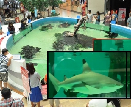  Waspada Akuarium Terbuka Di Mall