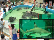  Waspada Akuarium Terbuka Di Mall