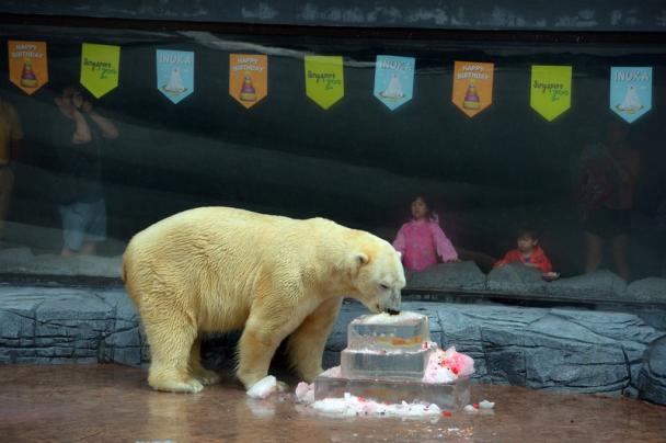 Berulang Tahun, Inuka Diberikan Makanan Istimewa