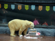 Berulang Tahun, Inuka Diberikan Makanan Istimewa