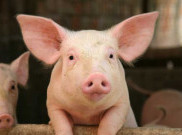 Ribuan Daging Babi Berpenyakit Dijual
