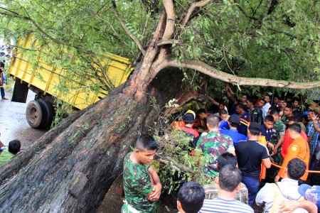 Seluruh Korban Pohon Tumbang Akan Dapat Bantuan
