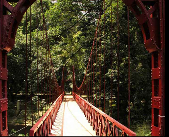Pohon Tumbang di Kebun Raya, 4 Tewas dan 21 Luka-luka