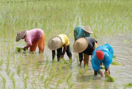  Tiga Hal Tingkatkan Swasembada Pangan