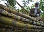 DPR RI Minta Penentuan Rendemen Tebu Transparan