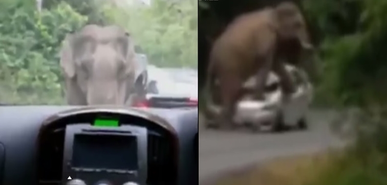 Serangan Gajah Mengerikan Heboh di Internet