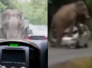 Serangan Gajah Mengerikan Heboh di Internet