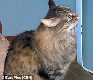 Masha, Kucing Super Hero Dari Russia