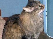 Masha, Kucing Super Hero Dari Russia