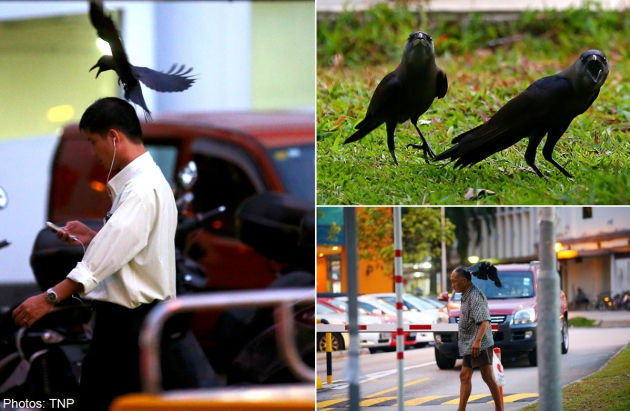 Sekumpulan Gagak Menyerang Kota Hougang di Singapura