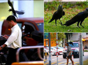 Sekumpulan Gagak Menyerang Kota Hougang di Singapura