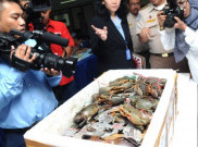KKP Gagalkan Pengiriman Kura-Kura dan Lobster