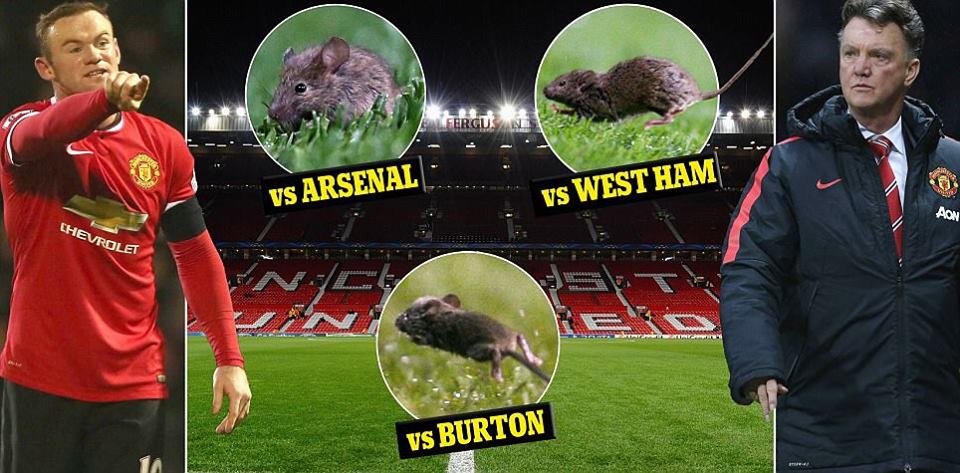 Tikus Menyerang Old Trafford