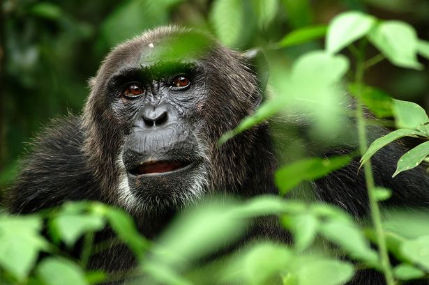 Gorila Terancam Punah Karena Virus Ebola