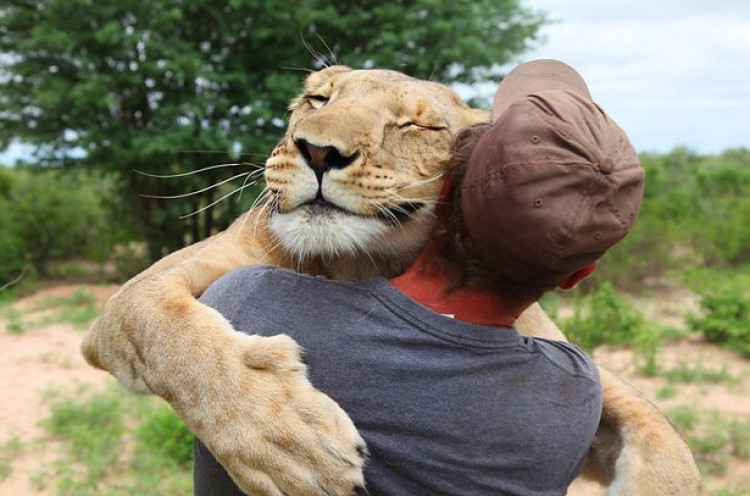 Persahabatan Singa dan Manusia Yang Mengharukan