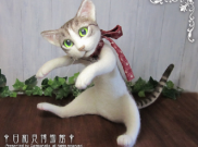 Trend Bando Kucing di Jepang