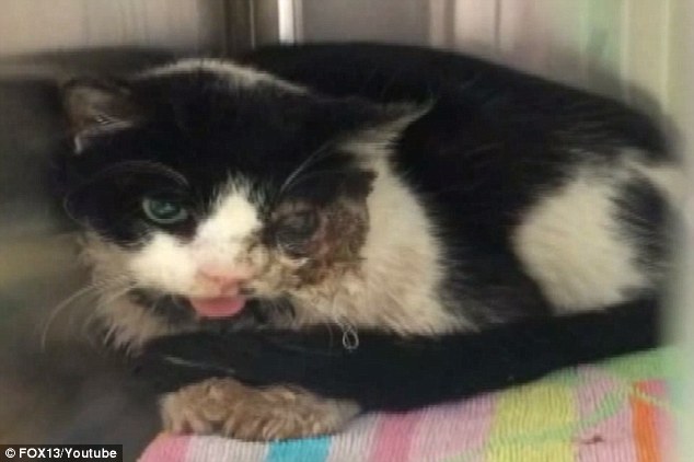 Lima Hari Dikubur, Kucing ini Hidup Kembali