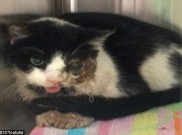 Lima Hari Dikubur, Kucing ini Hidup Kembali 