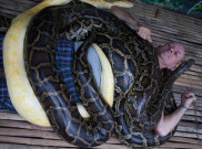 Kebun Binatang ini Sediakan Layanan Pijat Ular