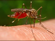 Miris, Sumba Barat Daya Penyumbang Malaria Tertinggi Ketiga di Indonesia