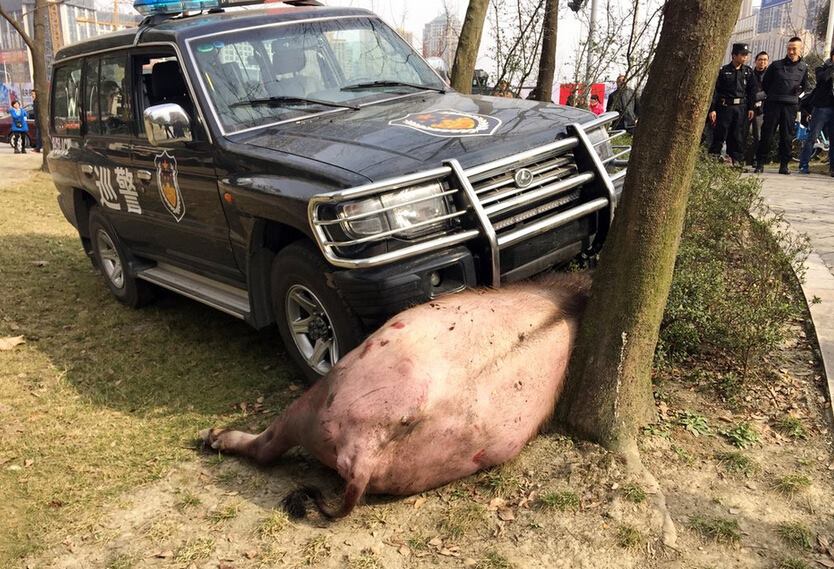 Tak Mempan Ditembak, Polisi Hentikan Banteng Ngamuk dengan Mobil Patroli