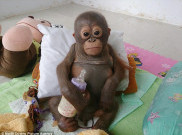 'Budi' Orangutan Gizi Buruk Mendapat Perhatian Dunia