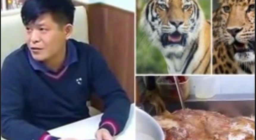Restoran di Moskow Hidangkan Daging Harimau dengan Harga Fantastis