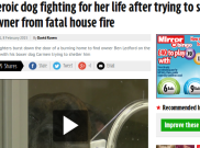 Anjing Heroik Selamatkan Pemiliknya dari Kebakaran 