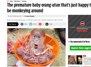 Bayi Orangutan Prematur Curi Perhatian Warga Jerman