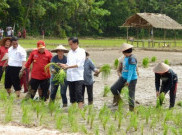 Jokowi Yakin Target Swasembada Pangan Tercapai