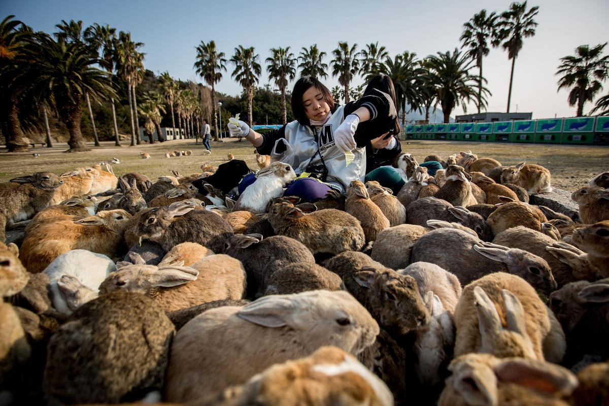 Okunoshima, Surganya Kelinci