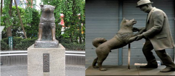 Setelah 80 Tahun, Hachiko Dipersatukan dengan Majikannya