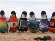 Kakek 109 Tahun Buat Sweater Khusus Penguin