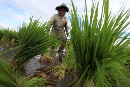Kadin: Jangan Terlalu Berharap Indonesia Bisa Swasembada Pangan