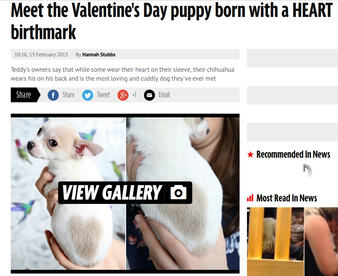 Anjing Unik dengan Tanda Lahir Bentuk Hati