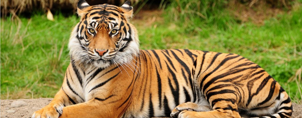 Tarik Tambang dengan Harimau jadi Permainan Pilihan