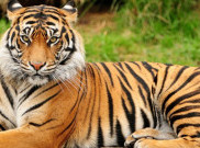 Tarik Tambang dengan Harimau jadi Permainan Pilihan