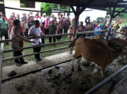 Pemprov Jakarta akan Bangun Lahan Peternakan Seluas 100 Hektare di NTT