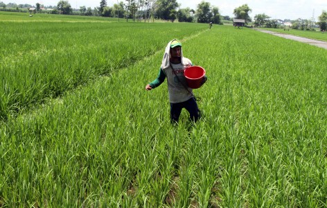 Regenerasi Petani di Pedesaan Terancam