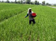 Regenerasi Petani di Pedesaan Terancam