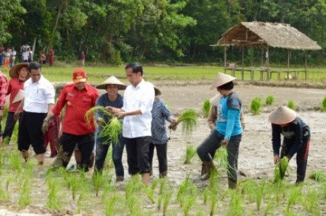 Jurus Jokowi Menggenjot Swasembada Beras